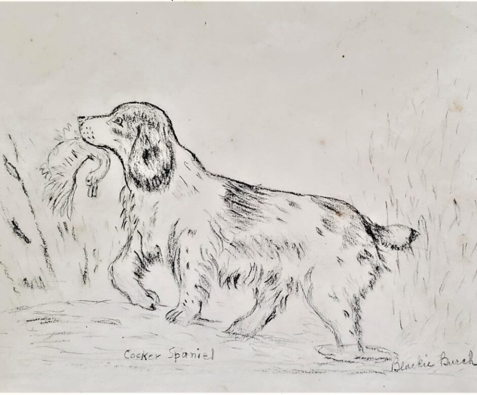 Cocker Spaniel Hunting Dog - Drawing by Birdie Burch - c.1950 - 2008.007.0001