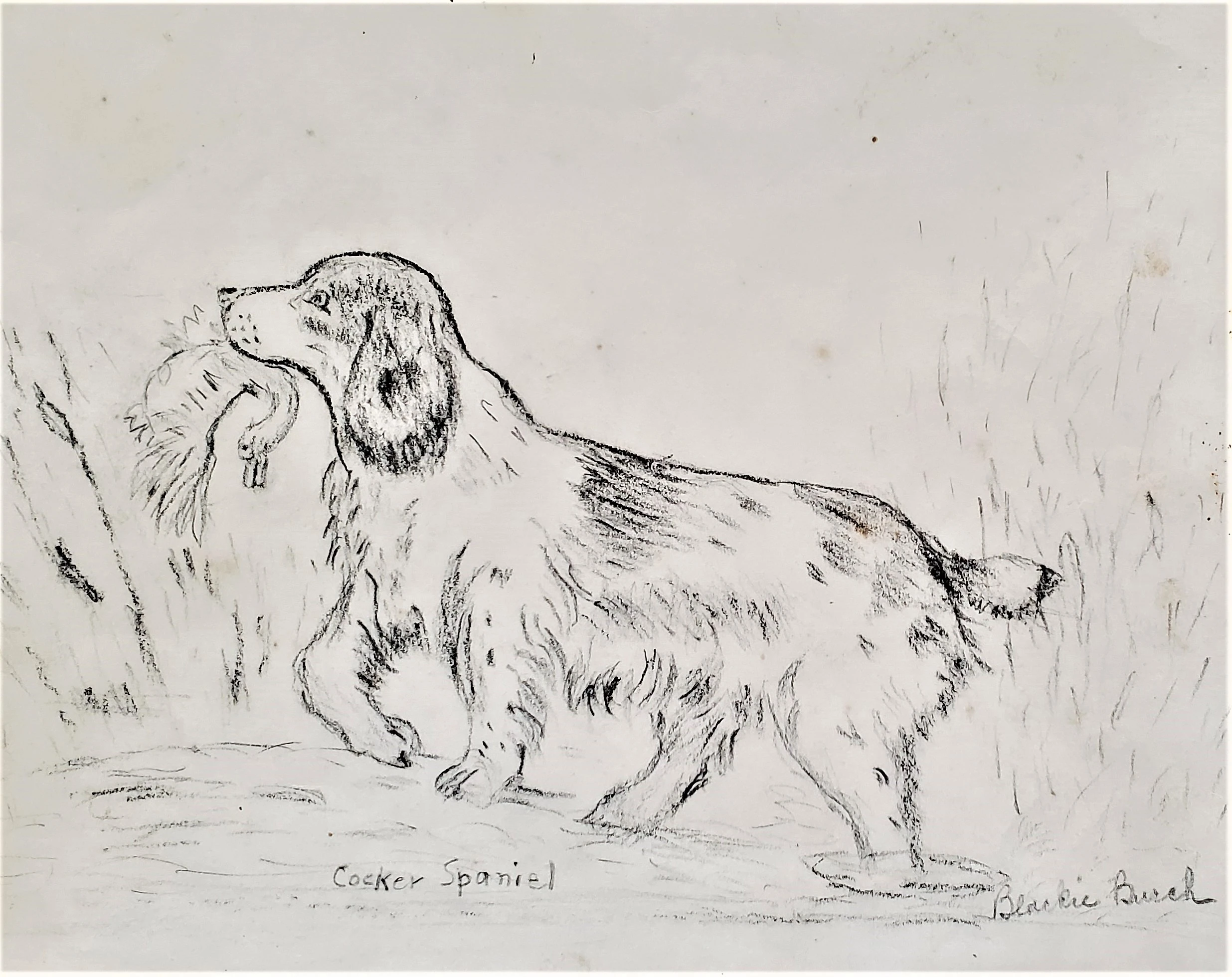 Cocker Spaniel Hunting Dog - Drawing by Birdie Burch - c.1950 - 2008.007.0001